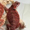 Bearded dragons available