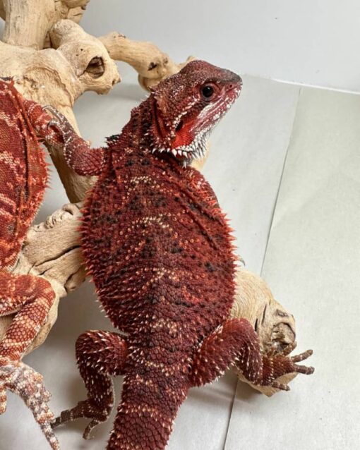 Bearded dragons available