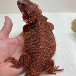 red bearded dragon in hand available for sale