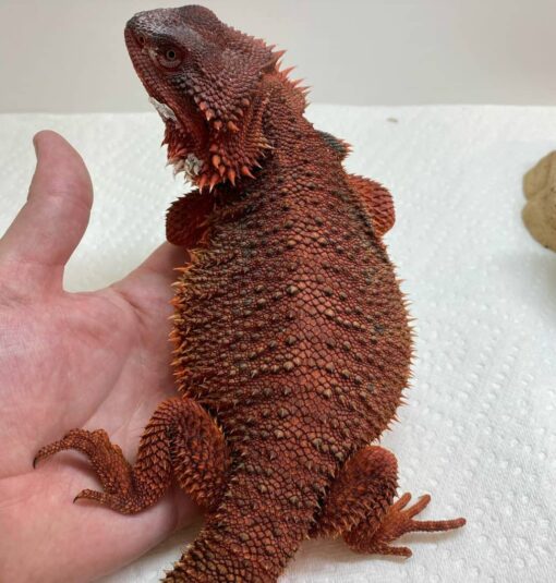 red bearded dragon in hand available for sale