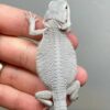 pure white albino bearded dragon