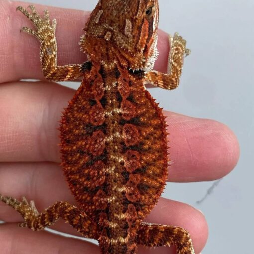 bearded dragons pets available for sale