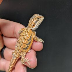 bearded dragons pets available for sale