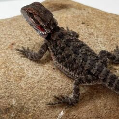 Trans Het Dark scaled bearded dragon for sale by reptile breeder