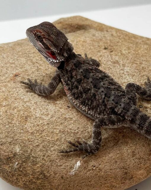 Trans Het Dark scaled bearded dragon for sale by reptile breeder