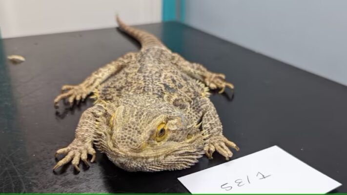 bearded dragons pets available