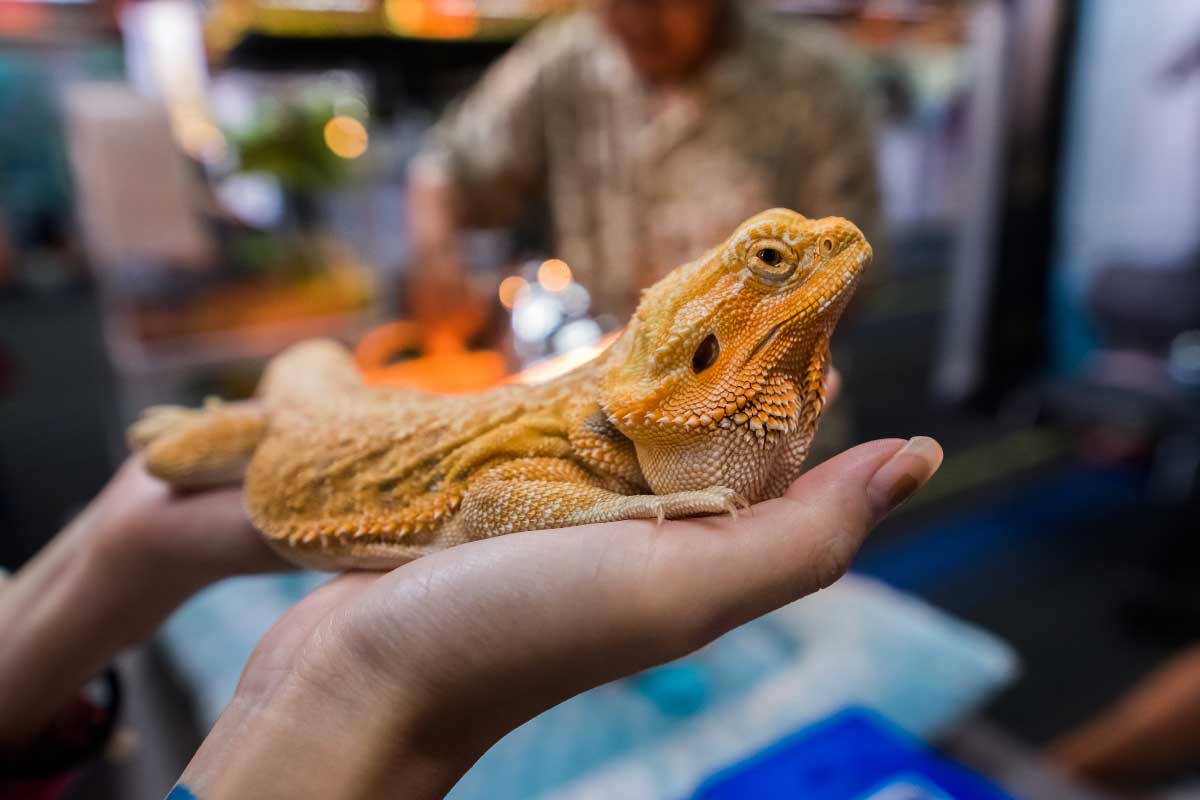 bearded dragons pets available