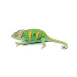 Chameleons For Sale