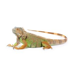 Iguanas For Sale - Exotic Reptile Pets