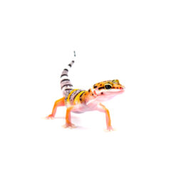 Geckos For Sale - Buy Healthy Reptiles Online