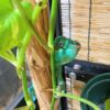 panther chameleon for sale